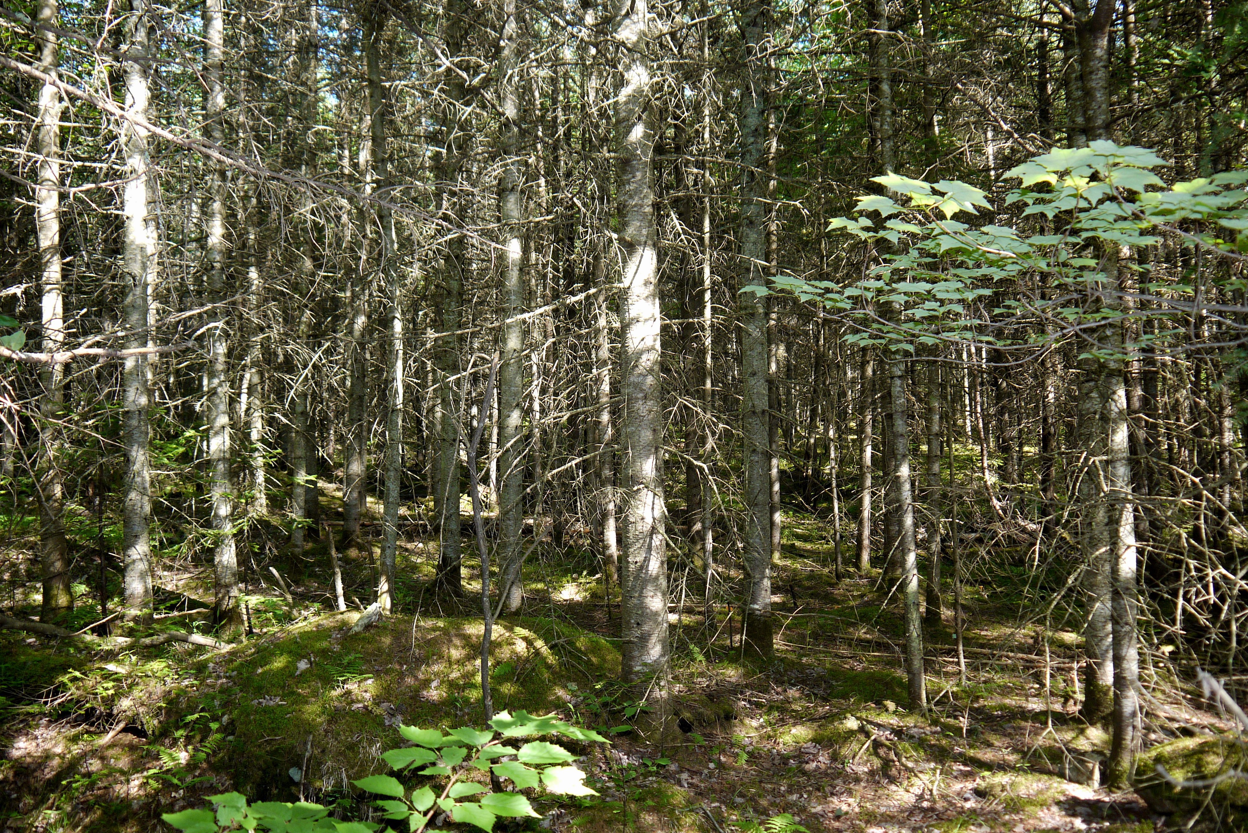 FOREST SHAMANS - Image 2