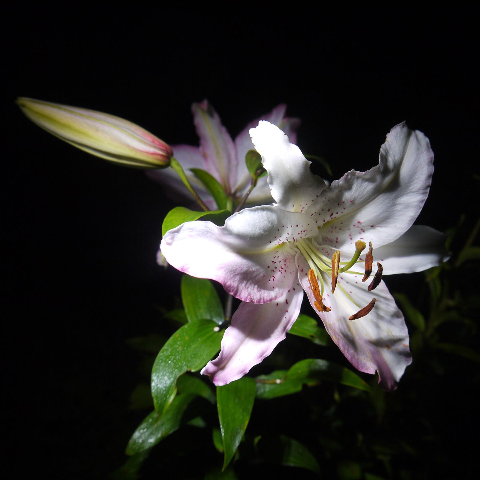 CELESTIAL FLOWER PERFUME - Image 4