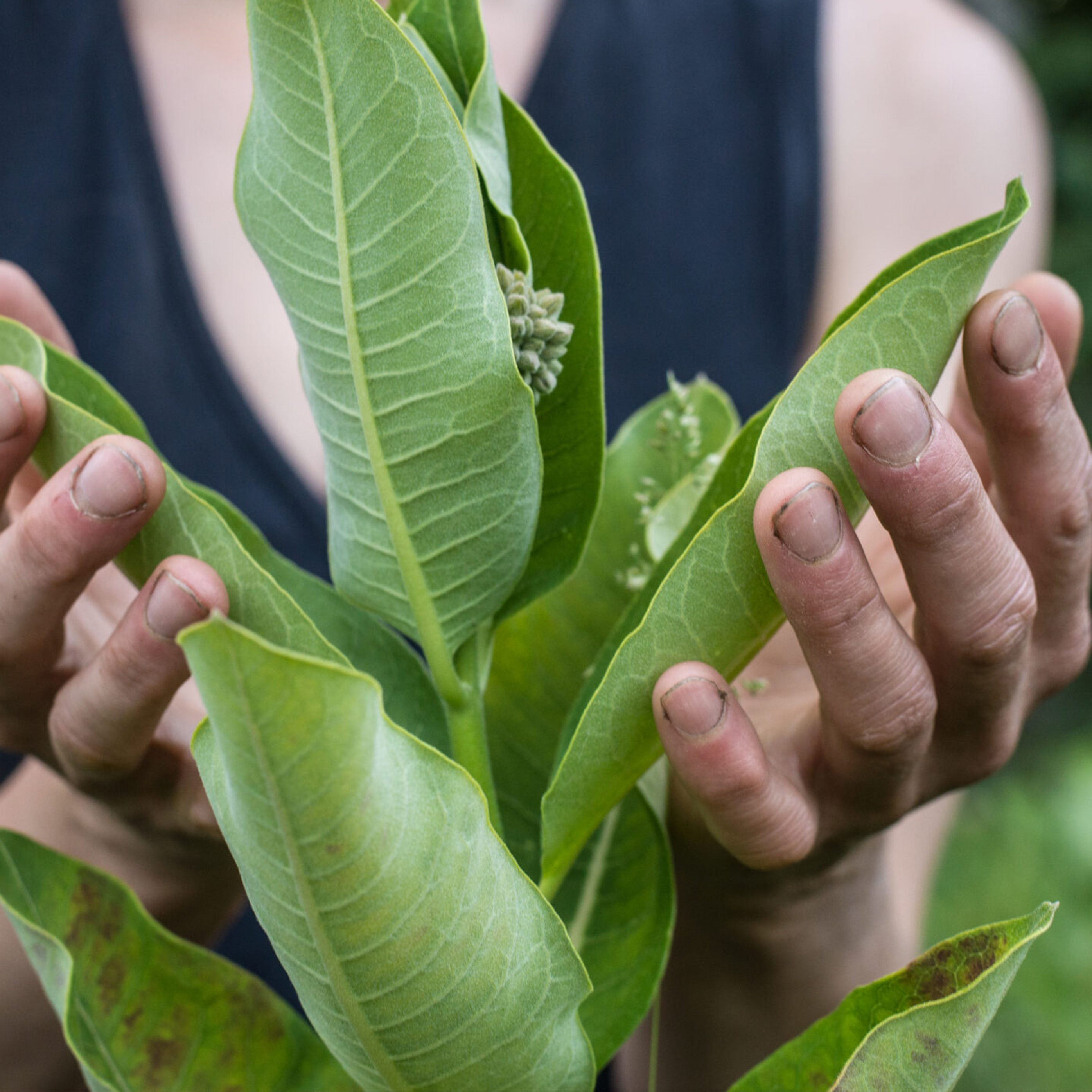 FOUR SACRED PLANTS - Image 2
