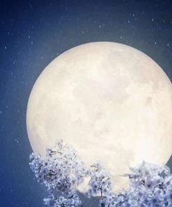 Alternative view of NIGHT VIOLETS