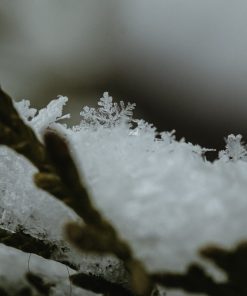 NEIGE TOMBANT SUR LES CÈDRES